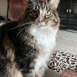 Main Street Veterinary Service - Carla Donna