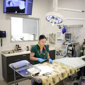 Ivy Pets - Veterinarians Near Me - Brooklyn, New York Ivy Pets - Veterinarians Near Me - Brooklyn, New York