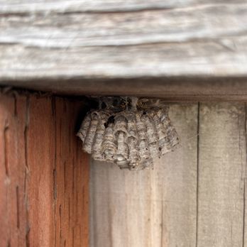 Presto Pest Solutions - Paper wasps nest - Pest Control Near Me Presto Pest Solutions - Paper wasps nest - Pest Control Near Me