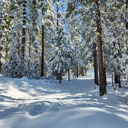 Goat Meadow Snow Play Area - Snow Play Area
2025 Mar 18