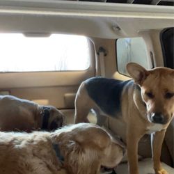 Shell Car Wash - Dog mobile needs a car wash. Dog's patiently waiting for the finish.