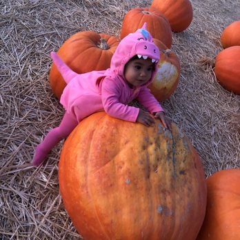 Lane Farms - Big pumpkin - Fruits & Veggies Near Me - Santa Barbara, California