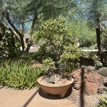 Desert Botanical Garden - Botanical Gardens Near Me - Phoenix, Arizona Desert Botanical Garden - Botanical Gardens Near Me - Phoenix, Arizona