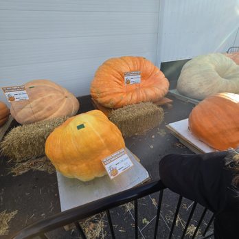 The Great Pumpkin Farm - giant pumpkins - Pumpkin Patches Near Me - Clarence, New York