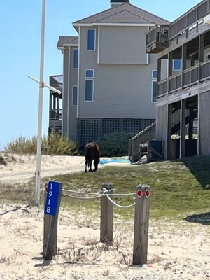 Corolla Wild Horse Tours by null
