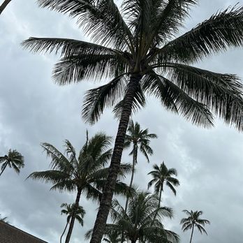 Plantation Hale Suites - Palm trees - Hotels Near Me - Kapaa, Hawaii Plantation Hale Suites - Palm trees - Hotels Near Me - Kapaa, Hawaii
