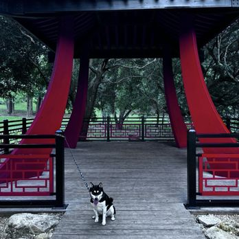 Bonnet Springs Park - A Asian inspired area perfect for our Japanese Shiba. - Parks Near Me - Lakeland, Florida Bonnet Springs Park - A Asian inspired area perfect for our Japanese Shiba. - Parks Near Me - Lakeland, Florida