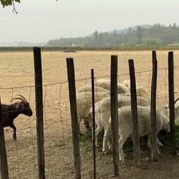 Sheep & goats! Sheep & goats!