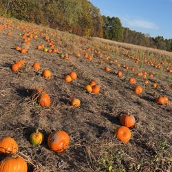 Meckleys Flavor Fruit Farm - U pick pumpkin patch