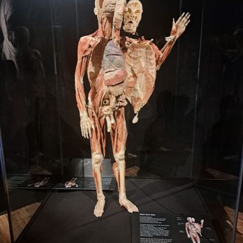 The Health Museum - Museums Near Me - Houston, Texas The Health Museum - Museums Near Me - Houston, Texas