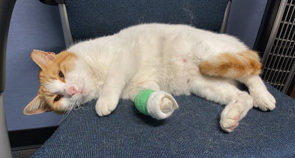 North Orange Animal Hospital Image