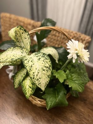 la petite fleur by null