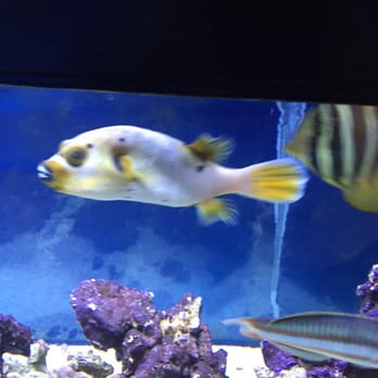 Advanced Aquatic Pets - This dogface puffer looked really good and for a very good price. - Aquariums Near Me - Belmont, North Carolina