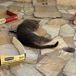 My boy loves his $5 cat scratcher!!