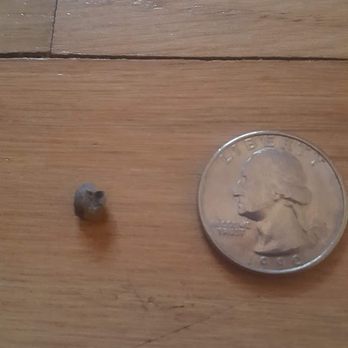 Tomatillo's Fresh Mex - I found this super gross rock in my junkyard bowl! Don't get the black beans! - Mexican Near Me - Venice, Florida
