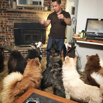 Chows and Pals - Jamie Gray (the owner) doing some doggie socialization and training! - Pet Transportation Near Me Chows and Pals - Jamie Gray (the owner) doing some doggie socialization and training! - Pet Transportation Near Me
