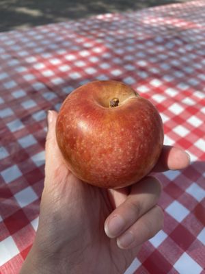 Collierville Farmers Market by null
