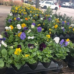 Faye's Nurseries - Pansys