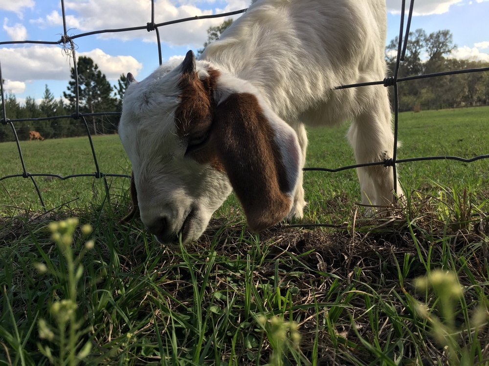Tumble Farm - equestrian in Lake Butler, FL