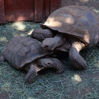 Wildlife Learning Center - Tortoises. - Zoos Near Me - Sylmar, California