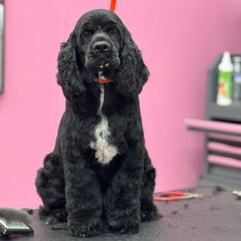 Pet Glam Spa - Pet Groomers Near Me - Tampa, Florida