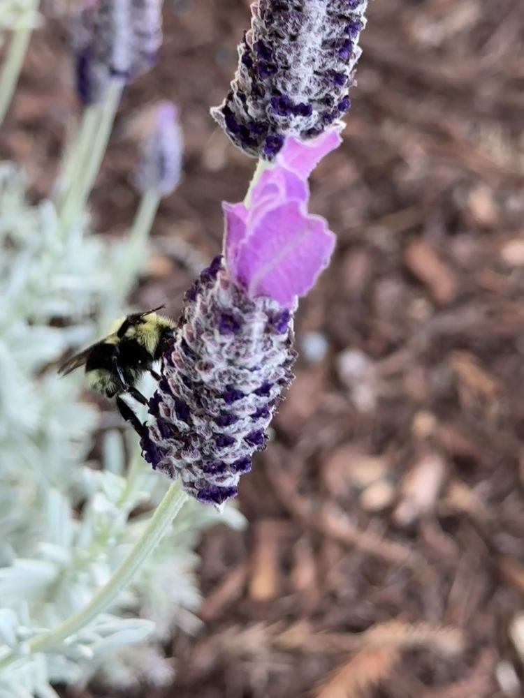 1440 Multiversity - reading tutor in Scotts Valley, CA