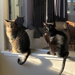 Cats Cats