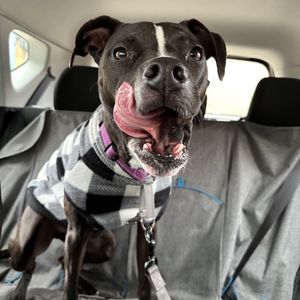 VCA BLUM ANIMAL HOSPITAL - Updated April 2026 - 24 Photos & 407 Reviews ...