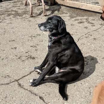 Creekside Country Canines - So tired!!! - Pet Boarding Near Me - Covington, Washington