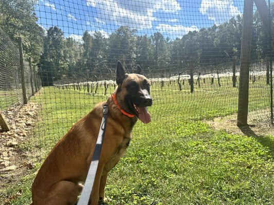 Skipper's Creek Vineyard