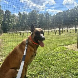 Skipper's Creek Vineyard - Doc!
