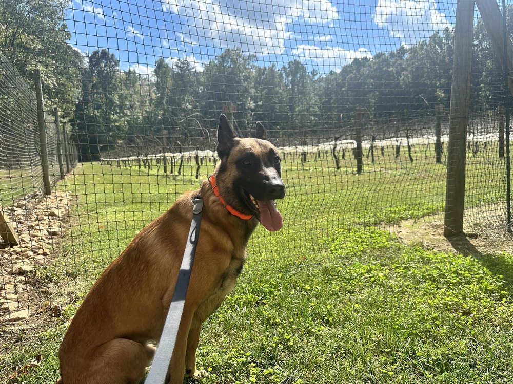 Skipper's Creek Vineyard - vineyard in Powhatan, VA