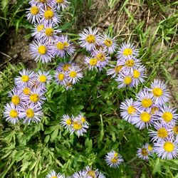Alpine Pond Trail - Wildflowers