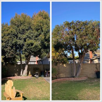 Juan Tree Service - Before & After Tree Trimming and hauling debris call today free estimates - Tree Services Near Me - Buena Park, California Juan Tree Service - Before & After Tree Trimming and hauling debris call today free estimates - Tree Services Near Me - Buena Park, California