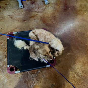 Sit Means Sit McKinney - Oakley - Pet Training Near Me Sit Means Sit McKinney - Oakley - Pet Training Near Me