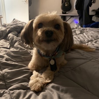 A Pups Dream Dog Grooming - Pet Groomers Near Me - Long Beach, California A Pups Dream Dog Grooming - Pet Groomers Near Me - Long Beach, California