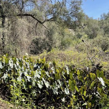 Whiting Ranch Wilderness Park - Parks Near Me - Foothill Ranch, California Whiting Ranch Wilderness Park - Parks Near Me - Foothill Ranch, California