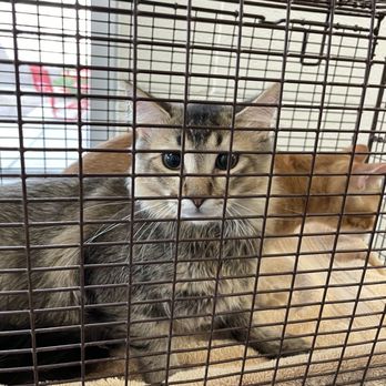 Pima Animal Care Center - Newly arrived kittens waiting to be placed in their kennel - Animal Shelters Near Me - Tucson, Arizona Pima Animal Care Center - Newly arrived kittens waiting to be placed in their kennel - Animal Shelters Near Me - Tucson, Arizona