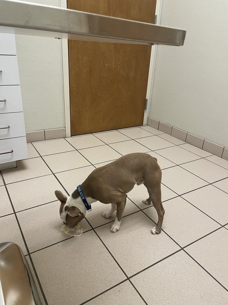 Rockwall County Veterinary Clinic