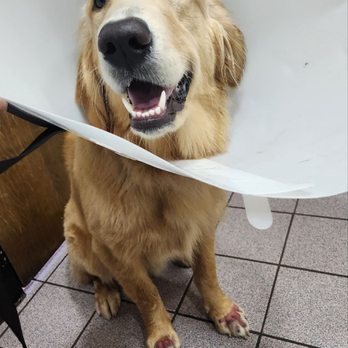 Club K9 - At vet office straight from Club K9 - Pet Boarding Near Me - Sunol, California Club K9 - At vet office straight from Club K9 - Pet Boarding Near Me - Sunol, California