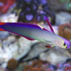 Fish World