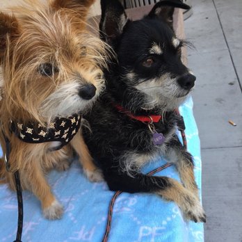 Disciplined K9 - Alfred and Leo - Pet Training Near Me Disciplined K9 - Alfred and Leo - Pet Training Near Me