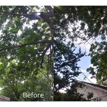 Native Arbor Care - Tree Services Near Me - San Antonio, Texas Native Arbor Care - Tree Services Near Me - San Antonio, Texas