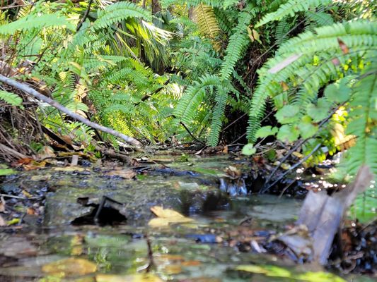 Kelly Park - Rock Springs by null