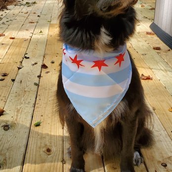 Green Paws - A black dog with a white patch on its chest is sitting on a wooden deck, surrounded by fallen leaves. The dog is wearing a bandana with red stars and light blue and white stripes, resembling a patriotic theme. The background includes a wooden fence, some trees, and part of a house exterior, indicating an outdoor setting. - Dog Walkers Near Me - Chicago, Illinois