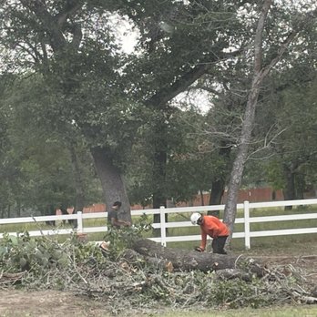 Artistic Trees - Taking care of limbs - Tree Services Near Me - San Antonio, Texas