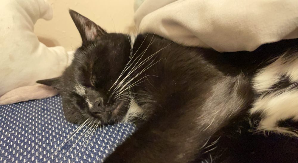 Worc Animal Rescue League Image