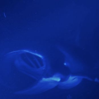 Hawaii Oceanic - Manta Ray - Boating Near Me - Kailua Kona, Hawaii