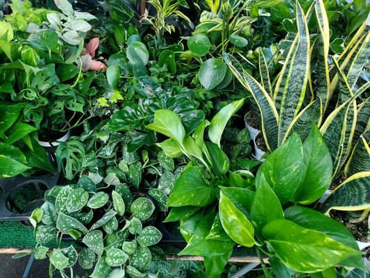 State Street Farmers Market by null