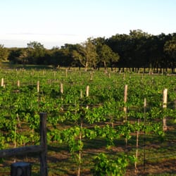 Whistling Duck Vineyards & Winery